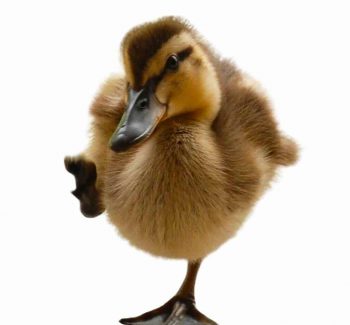 Gladiator Duck