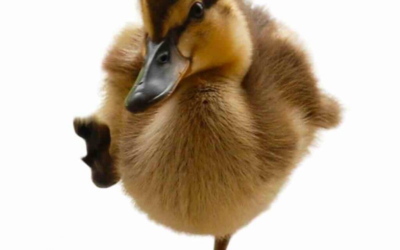 Gladiator Duck