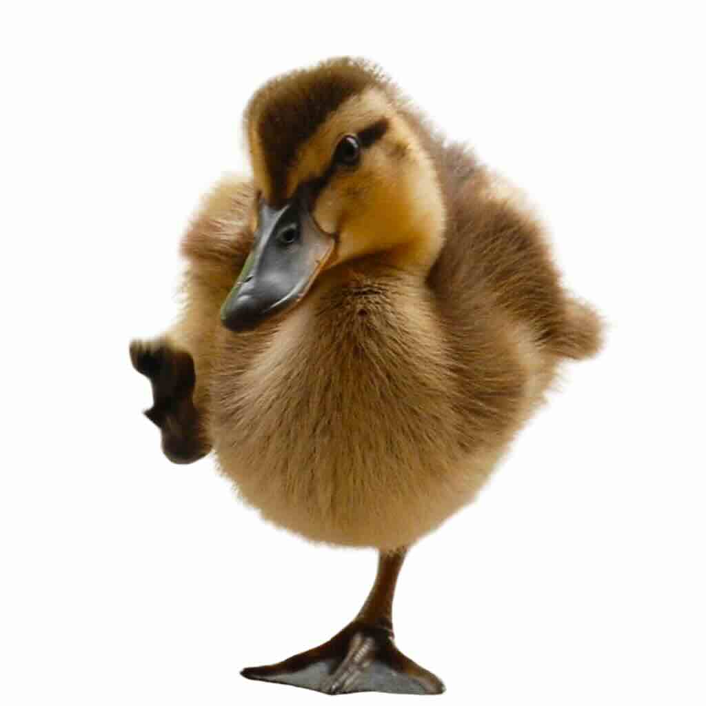 Gladiator Duck