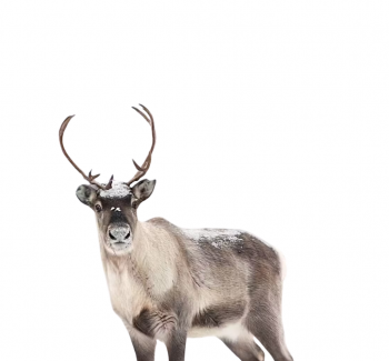 Jelly Trumpet Christmas Special